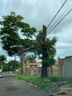Tronco de árvore está preso na fiação elétrica do bairro Vivendas do Bosque. (Foto: Direto das Ruas/Campo Grande News)
