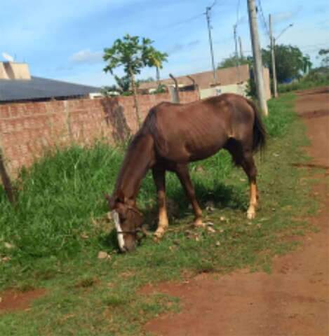 Maioria busca cão e gato, já na Nova Campo Grande o que some é cavalo