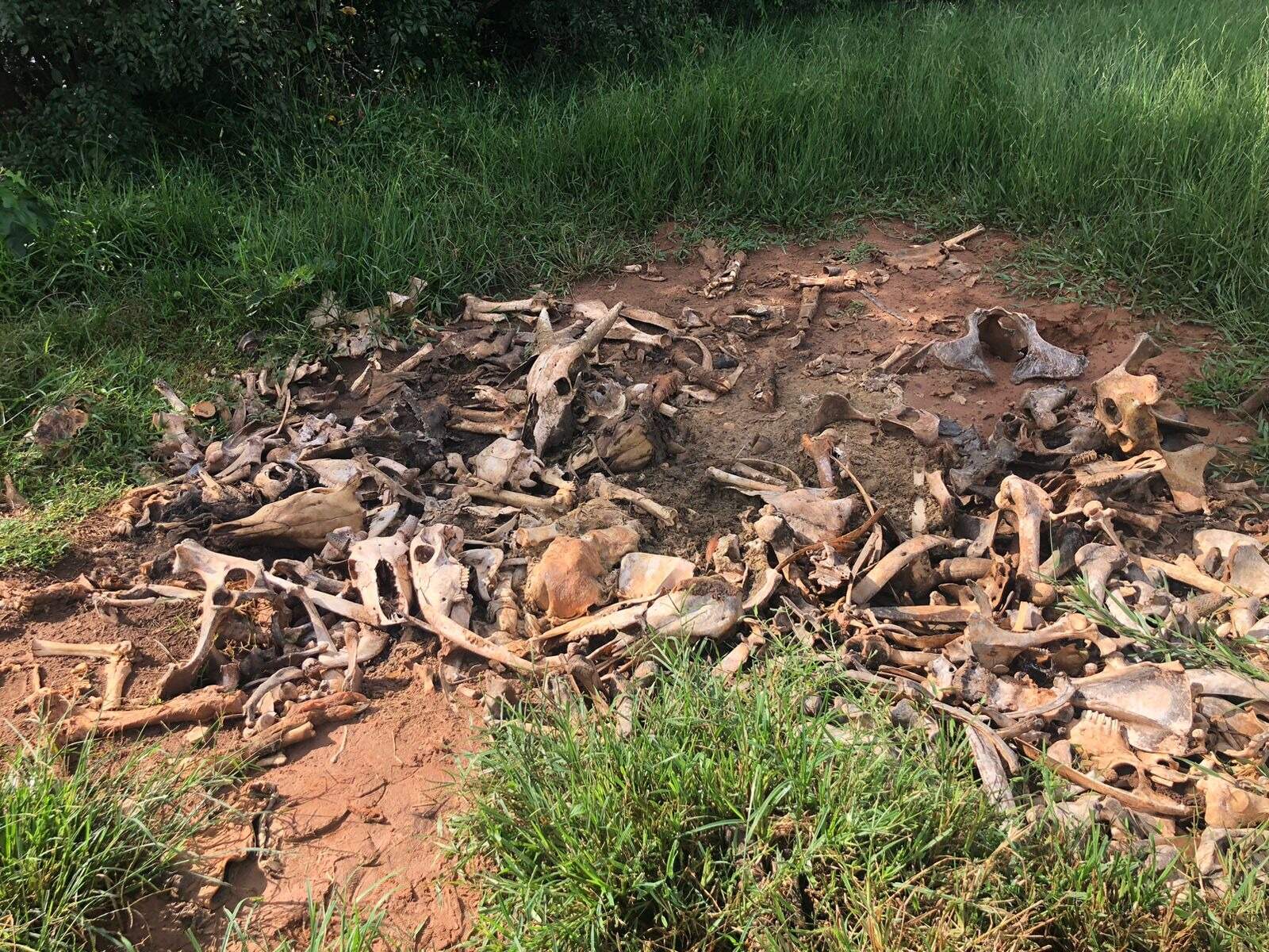 Cemitério de carcaça de bois leva à suspeita de abate clandestino