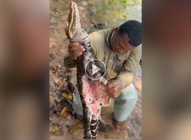 Pescador mostra como fica jacar&eacute; atacado por on&ccedil;a-parda; veja o v&iacute;deo