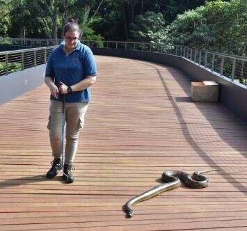 Contra estresse e pela sa&uacute;de, sucuri Gaby curte banho de sol no Bioparque