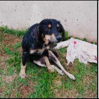 A cadelinha foi atropelada na noite de ontem e está com as duas patas transeiras quebradas. (Foto: Direto das Ruas)