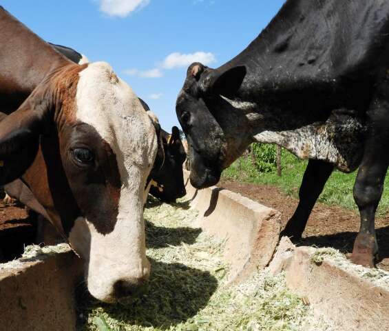 MS integra o cinturão do sorgo em grão no Brasil 