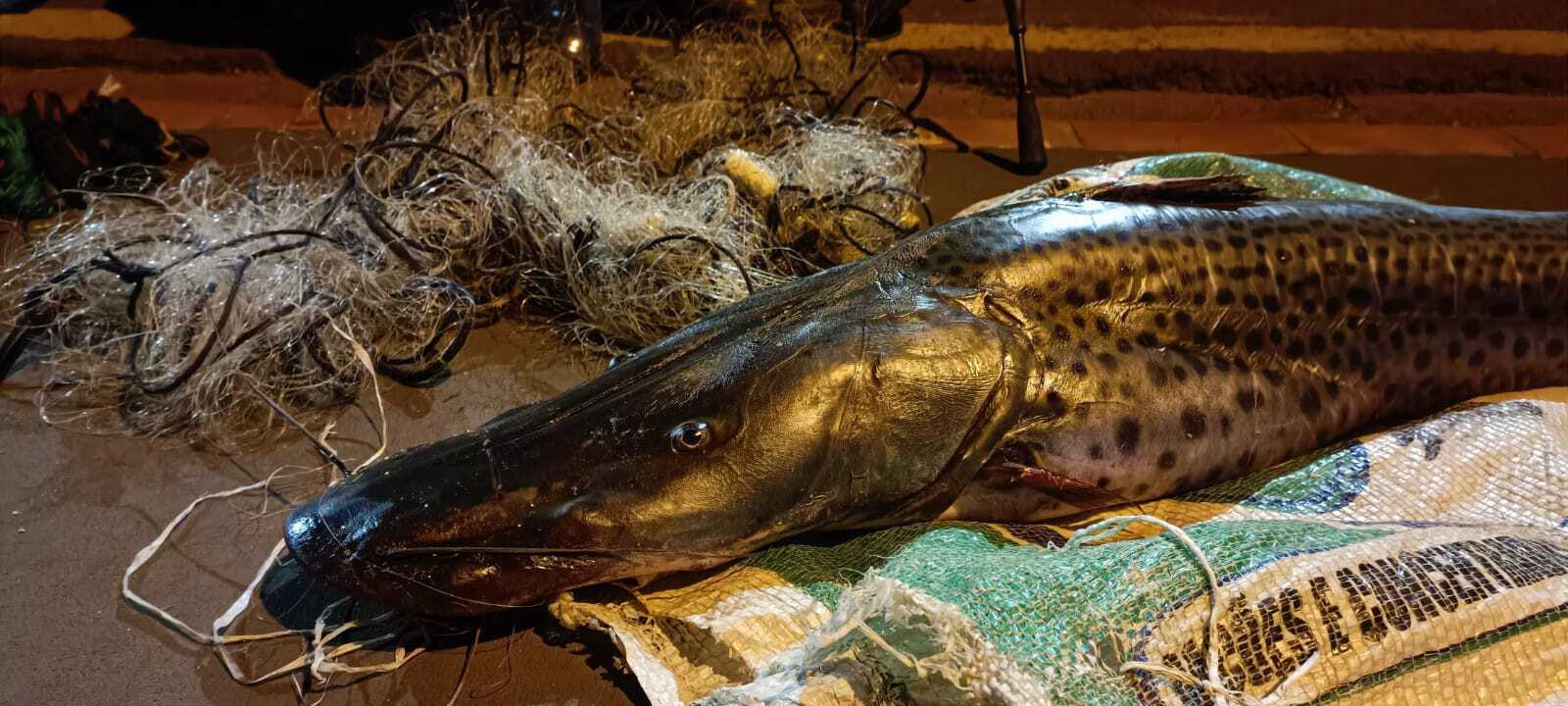 Enquete: 59% dos leitores são contra a pesca do pintado nos rios de MS