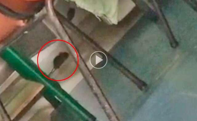 Paciente flagra rato em sala do Hospital Universit&aacute;rio