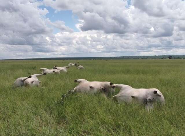 Em dia de temporal, raio atinge e mata 16 vacas em fazenda