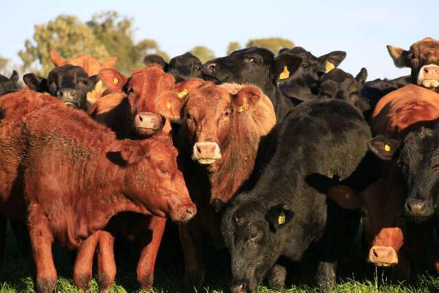 Aplicativo com comando de voz permite pesagem de gado sem balança