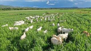 Gado pasta em área de integração com lavoura; seleção de gramíneas tropicais será tema do evento. (Foto: Divulgação/Assocon)