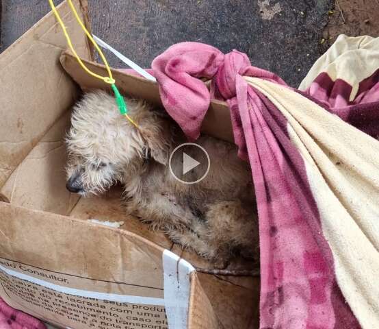 Cachorro &eacute; abandonado dentro de caixa amarrada com fio de internet e len&ccedil;ol 