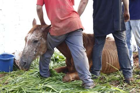 Égua é resgatada em grave estado de desnutrição no Nova Lima
