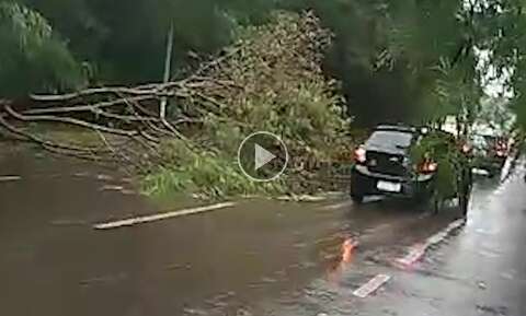 Cuidado: temporal derruba árvore no meio da Avenida Lúdio Coelho