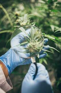 Cientista usa lupa para ampliar a imagem da folha da maconha, utilizada para produzir medicação. (Foto: A Divina Flor)