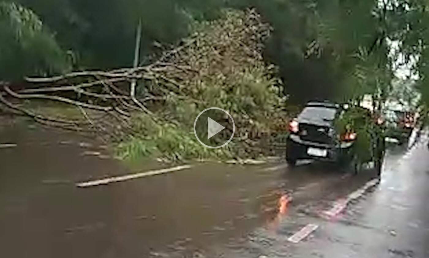 Cuidado no trânsito: temporal derruba árvore no meio da Avenida Lúdio Coelho