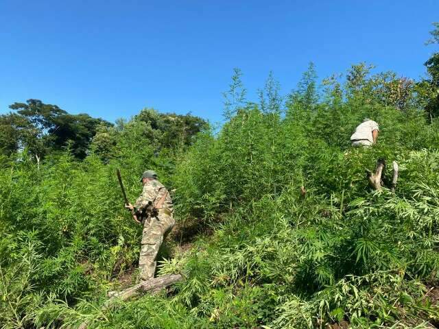 Ag&ecirc;ncia antidrogas elimina acampamentos e ro&ccedil;as de maconha na fronteira