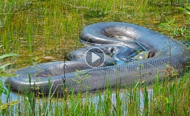 Olha a cobra: sucuri imensa surpreende moradores em Bonito