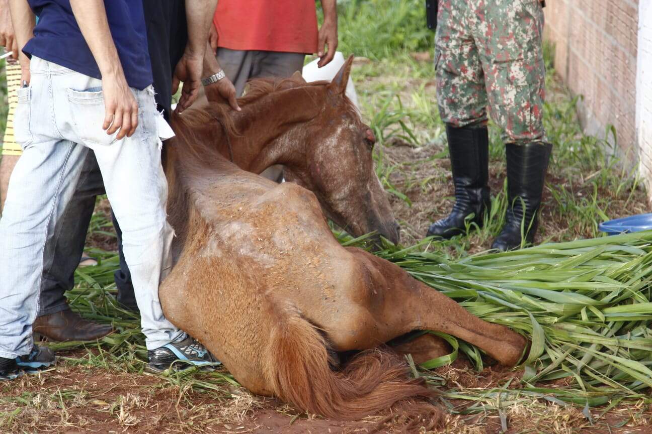 Égua resgatada no Nova Lima morre com desnutrição severa 