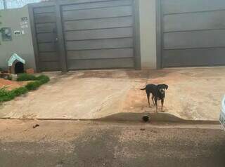 Um dos cachorros que estão abandonados. (Foto: Direto das Ruas)