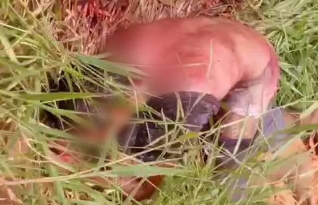 Homem agredido com golpes de machado morre no hospital 