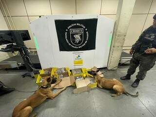 Homem é preso após transportar 14 kg de maconha pelos Correios Homem é preso após transportar 14 kg de maconha pelos Correios