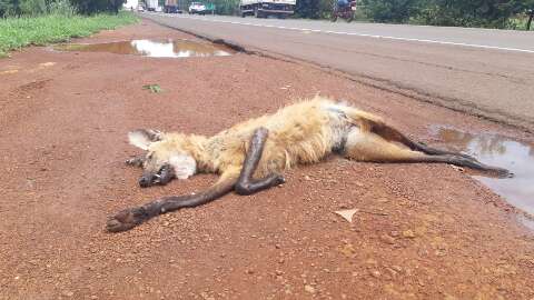 Em risco de extinção, lobo-guará é encontrado morto às margens da BR-262
