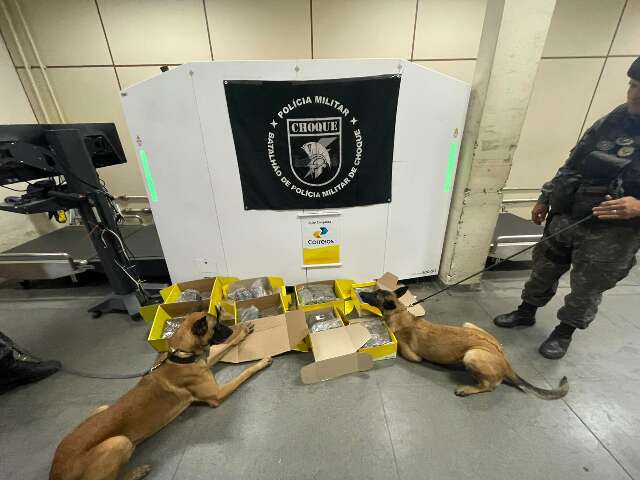 Homem &eacute; preso ap&oacute;s transportar 14 kg de maconha pelos Correios