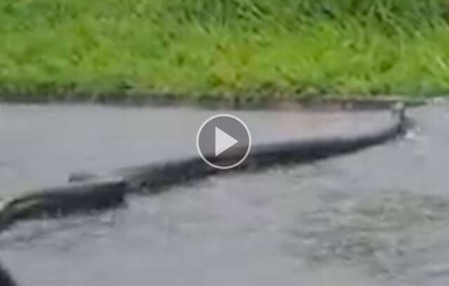 Debaixo de chuva, sucuri &eacute; flagrada atravessando rua em Bonito 