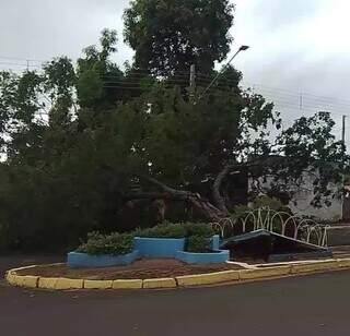 Ventos de 60 km/h arrancam árvore na região central de Anaurilândia. (Foto: Reprodução/Nova Notícias)