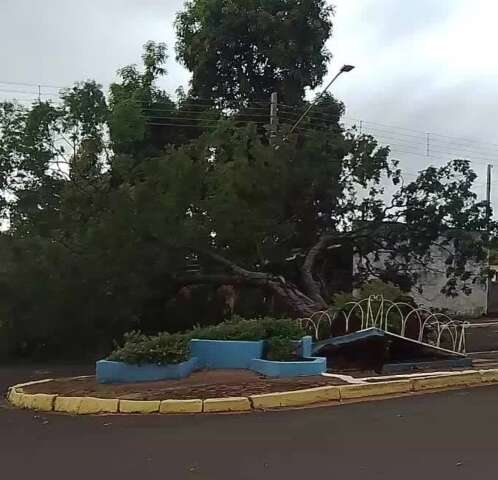 Vento forte arranca &aacute;rvore em avenida do interior