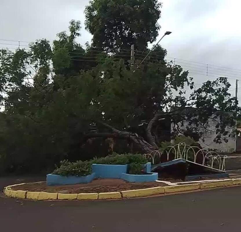 Vento forte arranca árvore em avenida do interior