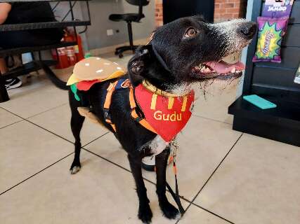 Carnaval de pets teve desde hambúrguer até cachorro-unicórnio