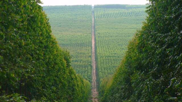 MS avança para ocupar 2 milhões de hectares de florestas plantadas até 2030