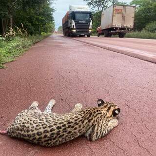 Onça-pintada atropelada em rodovia no Mato Grosso do Sul (Foto: Divulgação)