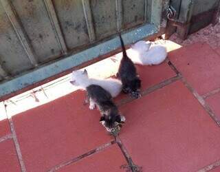 Quatro filhotes foram deixados em quintal de moradora durante a tarde desta segunda-feira (13). (Foto: Direto das Ruas)