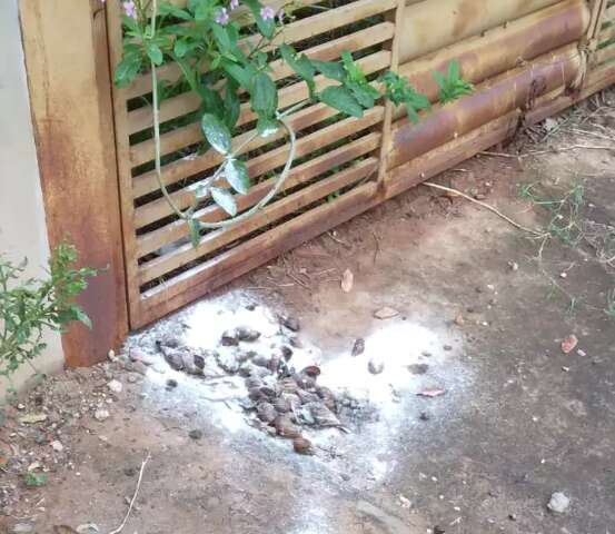 &ldquo;Sou obrigada a catar caramujo todo dia&rdquo;, o drama da vizinha de terreno baldio