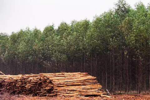 Em MS, 90% de florestas plantadas pertencem a grandes investidores