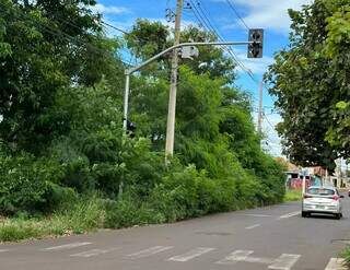 Matagal na Rua do Franco com a Salgado Filho. (Foto: Direto das Ruas)