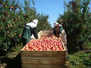 Trabalhadores da Fischer colhendo maçãs em pomar localizado em Fraiburgo (SC). (Foto: Divulgação)