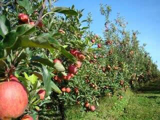 Pomar de maçã no Sul do País onde indígenas de Mato Grosso do Sul trabalham em condições precárias. (Foto: Divulgação)