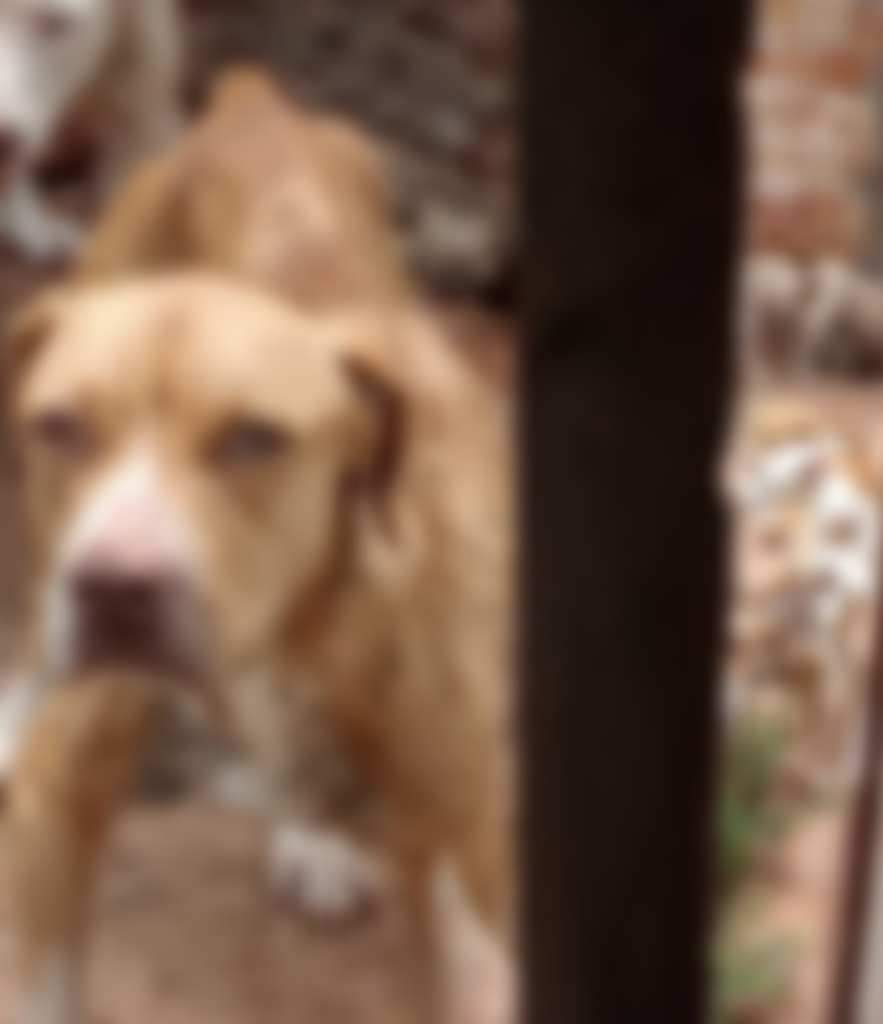 Três cães desnutridos são encontrados em casa abandonada na Capital