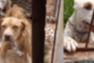 Três cães desnutridos são encontrados em casa abandonada na Capital Três cães desnutridos são encontrados em casa abandonada na Capital