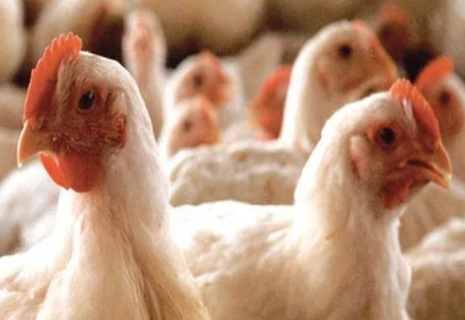 MS vai instalar barreira sanitária para evitar surto de gripe aviária 