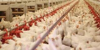 Gripe aviária é fatal para aves. (Foto: Divulgação)