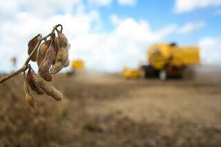 Município de Chapadão do Sul tem maior renda de MS; na foto, colheita de soja no Estado. (Foto: Arquivo/Campo Grande News)