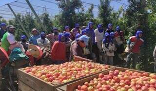 Vários indígenas enfileirados durante a colheita de maçã no sul do país. (Foto: Arquivo)