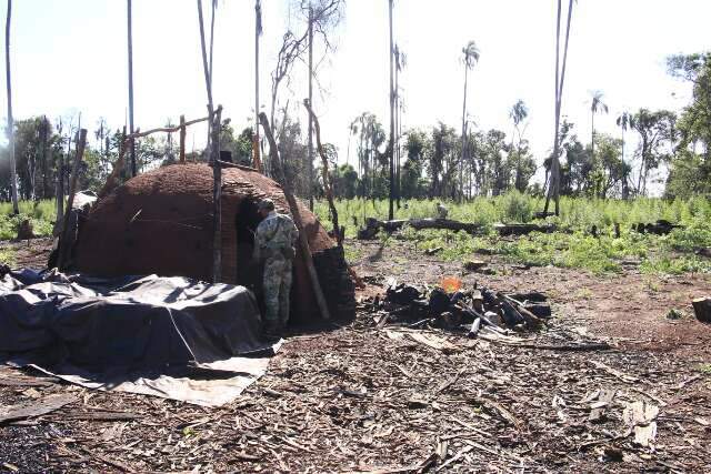 Opera&ccedil;&atilde;o destr&oacute;i 244 toneladas de maconha em fase de cultivo