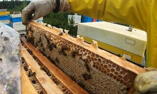 Apicultor manipula colmeia durante coleta de mel; produto pantaneiro tem selo de identificação geográfica. (Foto: Divulgação/Sebrae-MS)