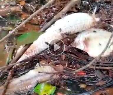Morte de peixes pode ter sido causada por carga orgânica ou resíduos em rio