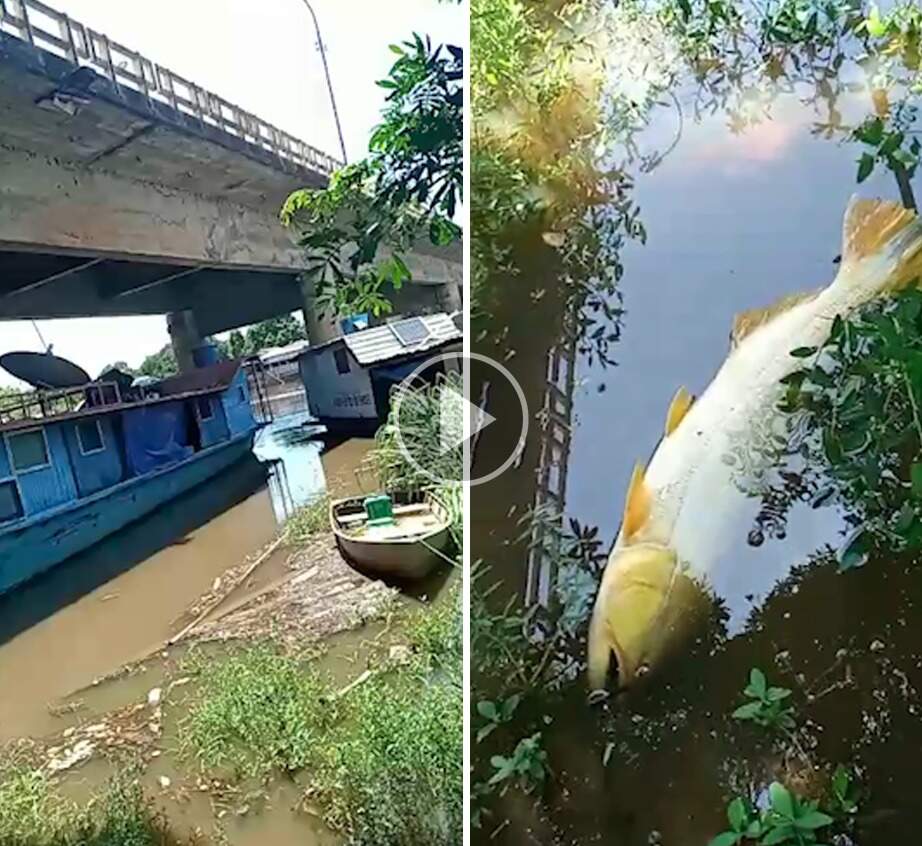 Pescador reclama de carga orgânica em rio após encontrar peixe morto