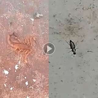 Terrenos baldios no Parque do Sol viram criadouros de escorpiões e dengue