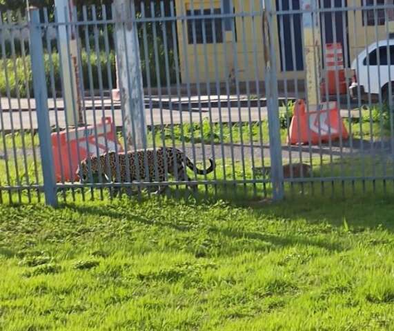 On&ccedil;a-pintada &eacute; flagrada &quot;cuidando&quot; sede da PRF-MS